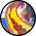 Explora las amplias posibilidades que te ofrece el mejor jugo de noni del mundo para aminorar los problemas cardiovasculares