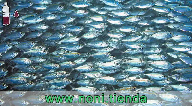 El colágeno de escamas de pescado está ganando cada vez más seguidores entre quienes buscan cuidar su piel, articulaciones y huesos después de los 30