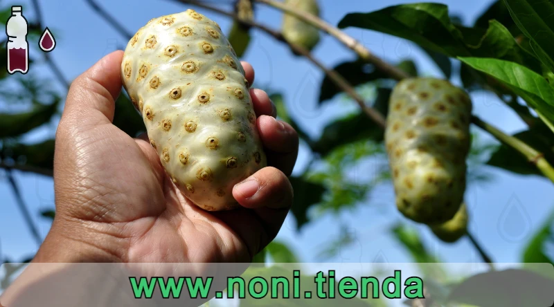 El noni es una fruta tropical que nos interesa especialmente porque promete ayudar con el bienestar general, desde la energía diaria hasta la protección del sistema inmunológico
