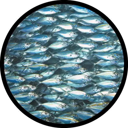 El colágeno de escamas de pescado está ganando cada vez más seguidores entre quienes buscan cuidar su piel, articulaciones y huesos después de los 30